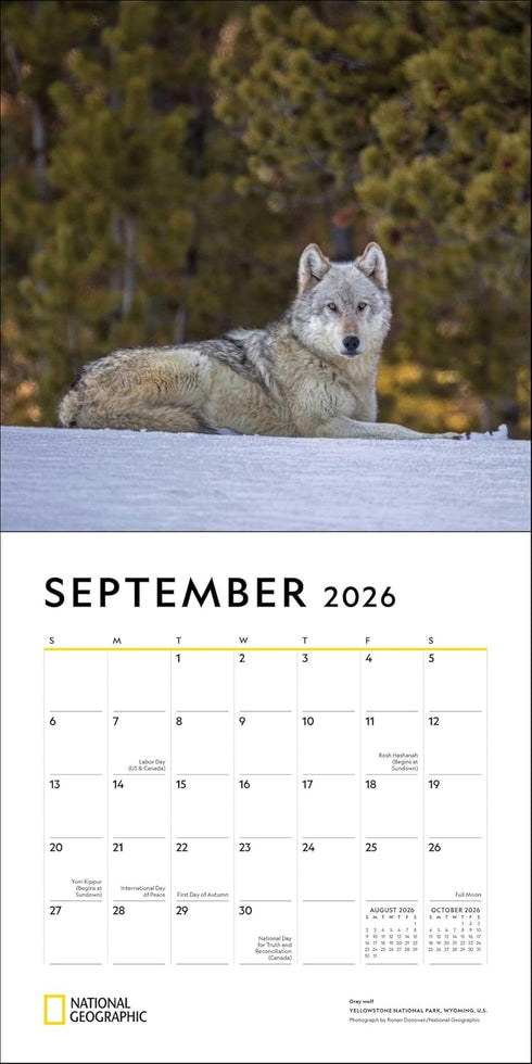 NATIONAL GEOGRAPHIC: WOLVES 2026 WALL CALENDAR